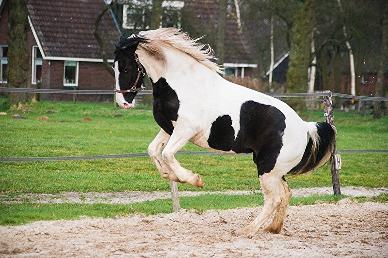 Afbeelding