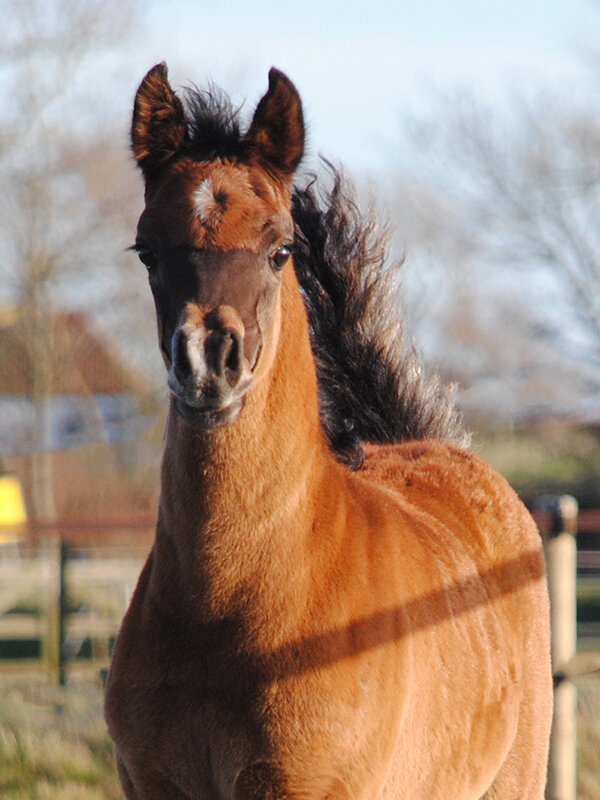 Afbeelding