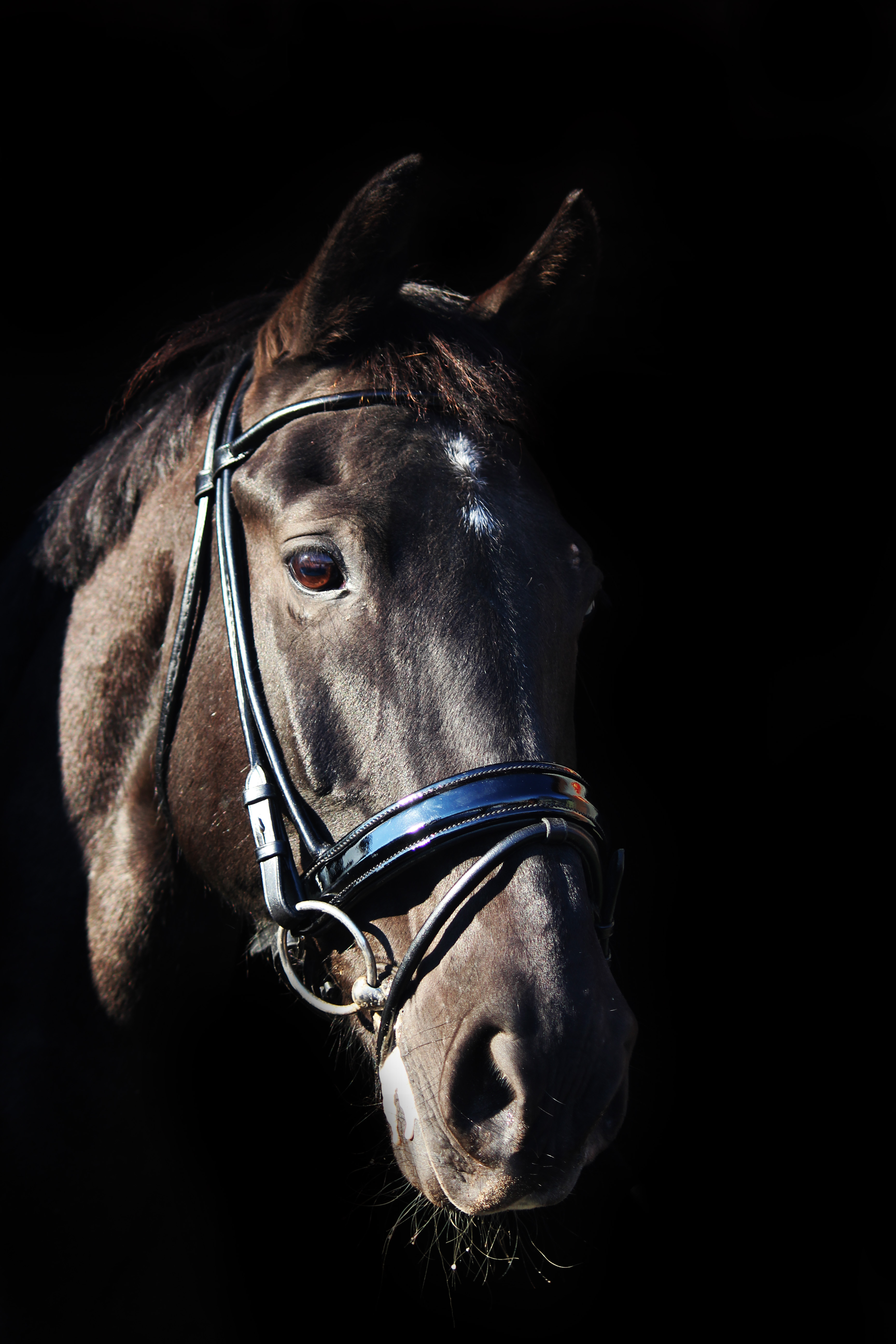 mannelijk item Officier Ontzettend lieve zwarte KWPN e pony ruin te koop | Bokt.nl