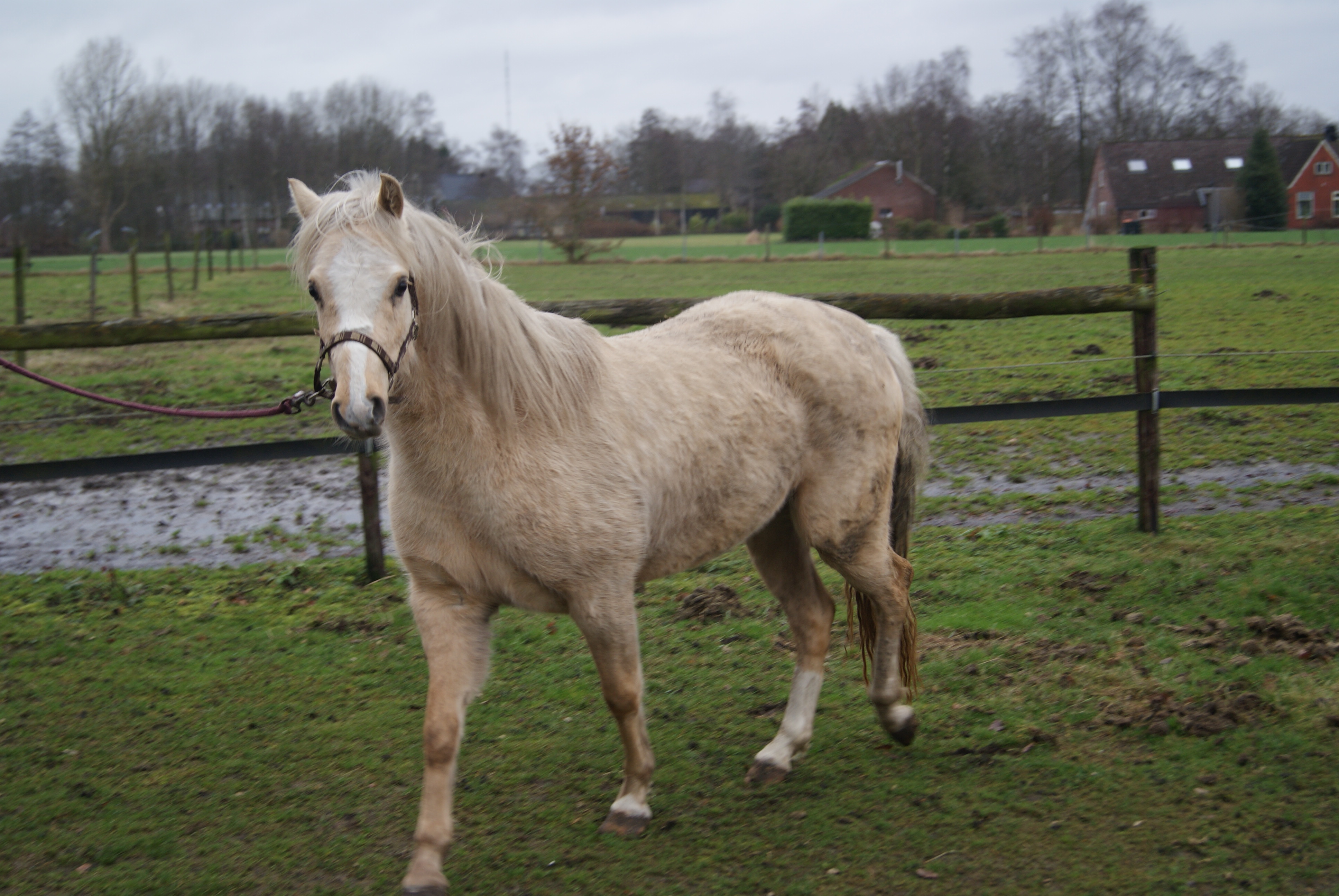 Mooie Welsh B Pony | Bokt.nl