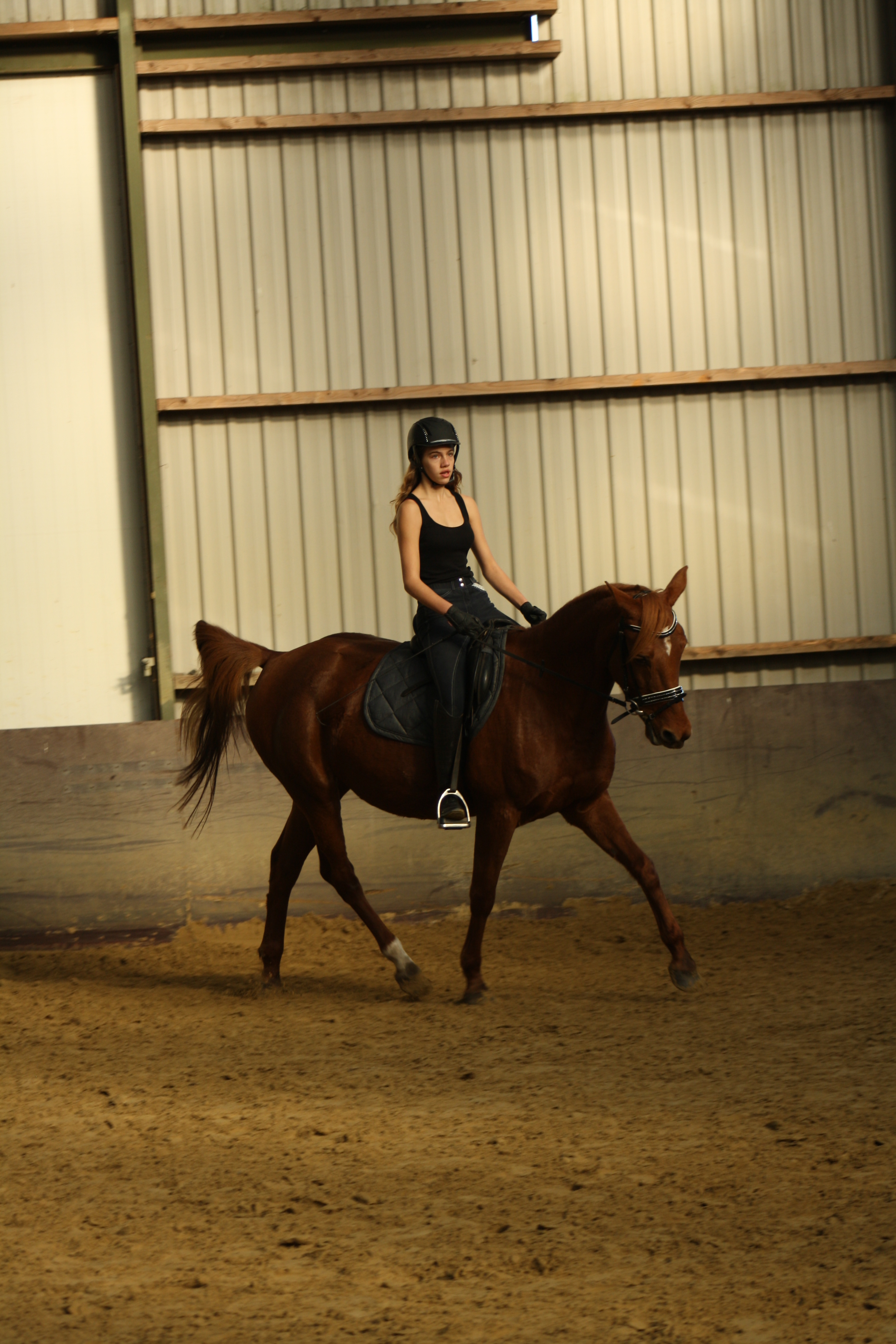 Lease Paard Gezocht Bokt Nl