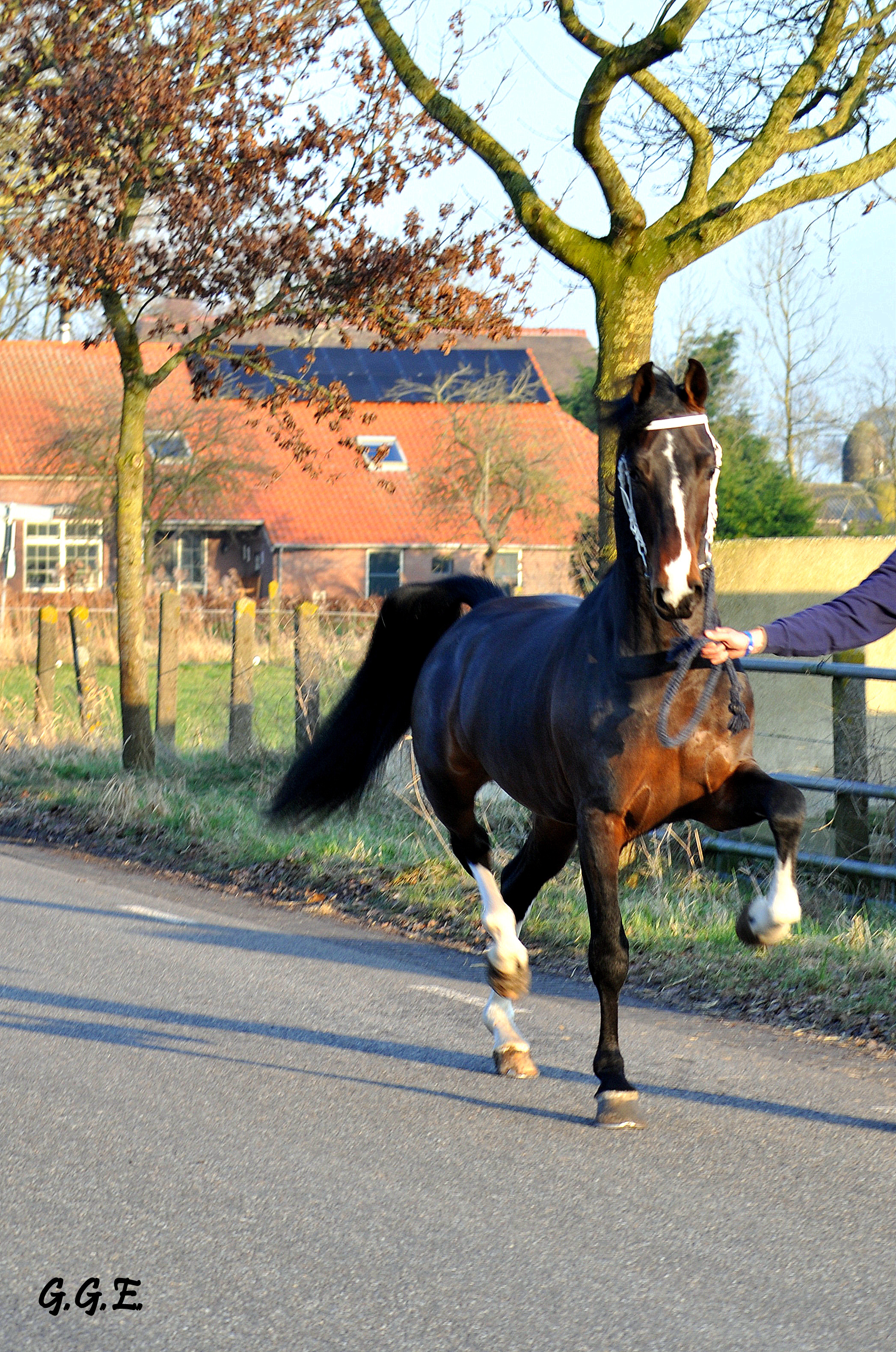 Bloed Mooie Jonge Tuigpaard Hengst Bokt Nl