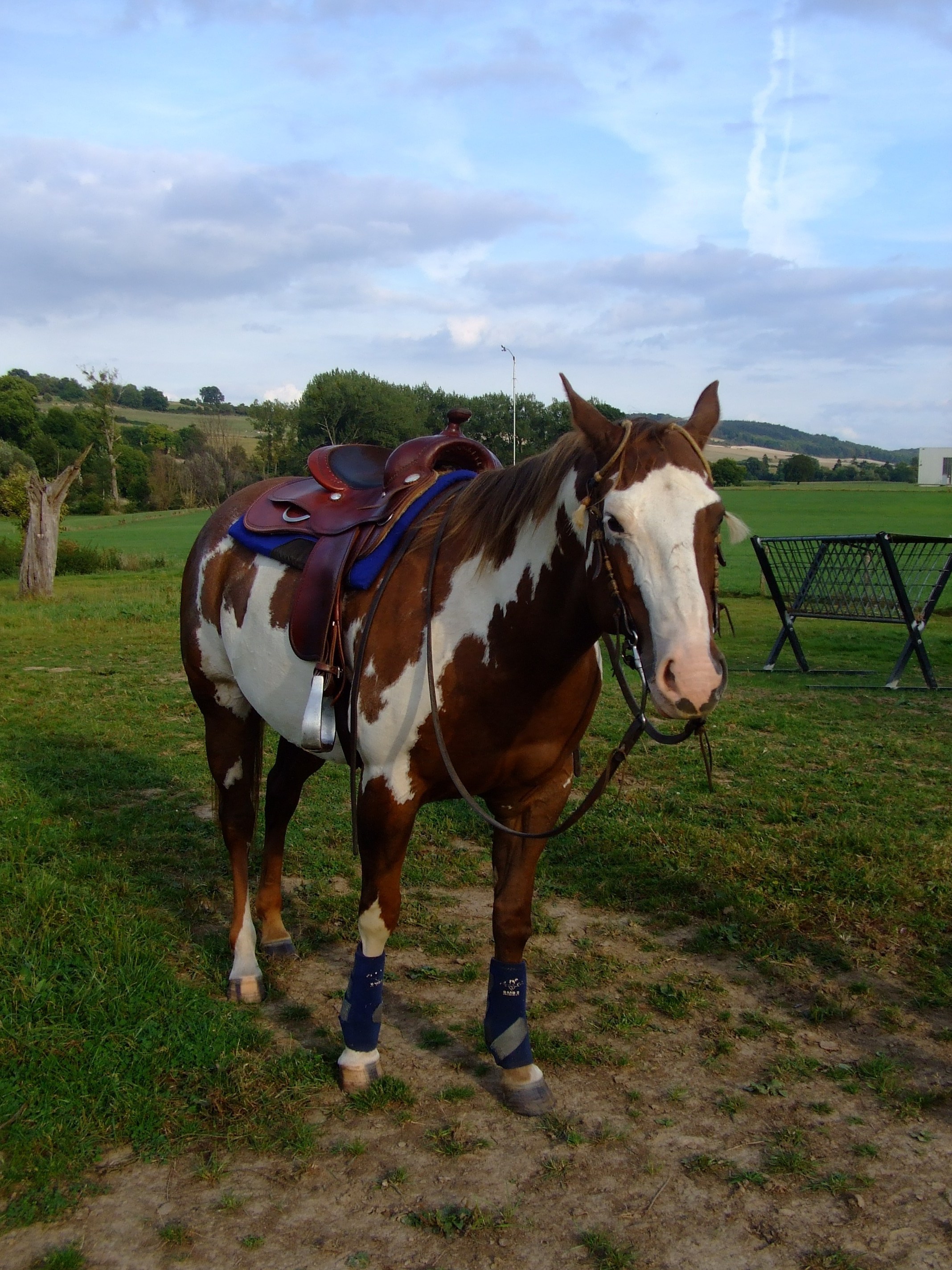 Reining full quarter westernzadel te koop Bokt.nl