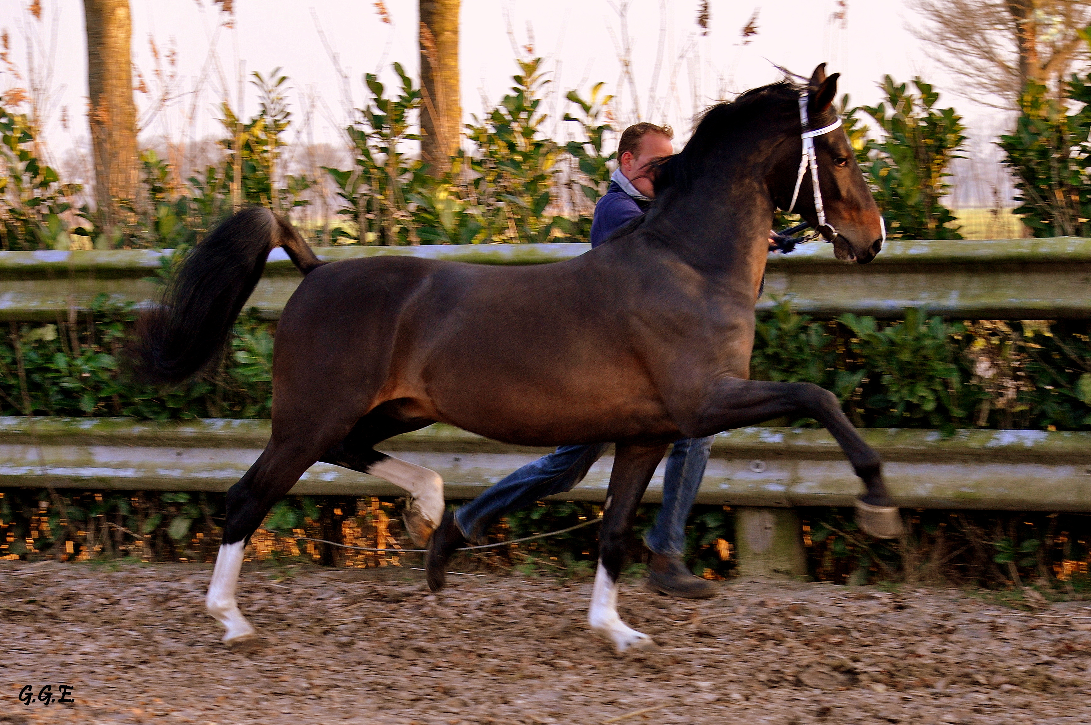 Bloed Mooie Jonge Tuigpaard Hengst Bokt Nl