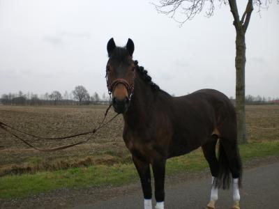 Mooie D pony merrie koop | Bokt.nl