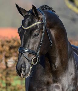 Diepvries sperma beschikbaar