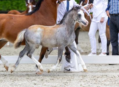 Welsh A merrie veulen image 1