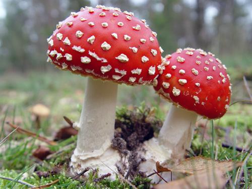 Afbeelding
