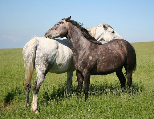 Afbeeldingsresultaat voor paard groomen elkaar