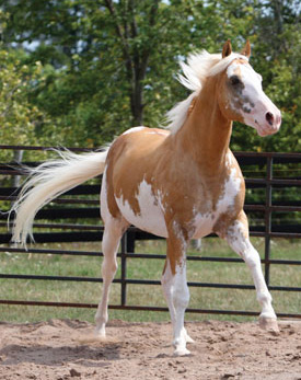 Palomino Overo Volbloedhengst Door Breyer Vereeuwigd Bokt Nl