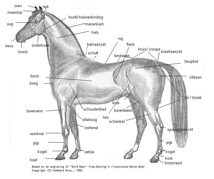 Het paardenlichaam in detail