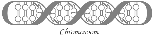 Chromosoom.png