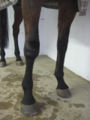 Een slijmbeursontsteking op de voorknie (niet in het kniegewricht). Het paard is niet erg kreupel en kan zijn knie helemaal buigen. Dit zou niet het geval zijn als de ontsteking in het kniegewricht zat.