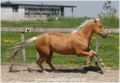 Palominokleurige American Quarter Horse in galop.
