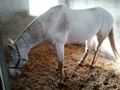 Paard onder sedatie in stal