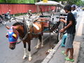 Een aangespannen Bali pony.