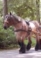 Belgisch trekpaard met borsttuig uit WOII, speciaal ontworpen om kanonnen te trekken