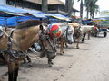Aangespannen Bali pony's