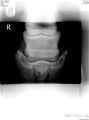 Röntgenfoto van paard met HKO 1