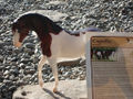 Capella het Abaco Berber Breyer paard.