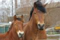 Twee Nederlandse trekpaarden met een meelsnuit