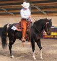 Ranch Horse Type; Paint hengst Sweet Spot of Cash