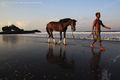 Een Bali pony aan het strand.