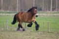 Belgisch trekpaard, een koudbloed