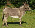 Standfoto van een ezel merrie.
