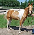 Een gold champagne tobiano.