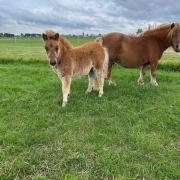 Mooi lief hengstveulen zoekt 5* huisje 