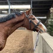 Kwpn Gelderse 5 jarige ruin