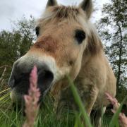 Gezocht pensioen-pony/weidemaatje/ ruin/ op PP