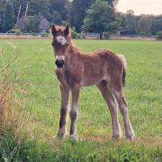 Mooie lieve tinker merrie veulen