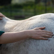 Sportmassage & Hartslagmetingen: meer inzicht in jouw paard!