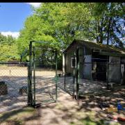 (mini) Shetlandpony vakantieopvang 