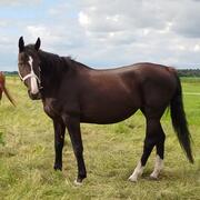 Merrie aangeboden in bruikleen met eventueel optie tot koop