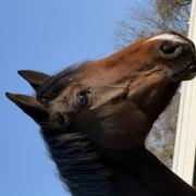 Handig (spring)ruiter/amazone gezocht regio Groningen/Frl