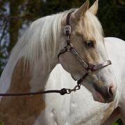 Buitenrijpaard en/of fokmerrie 