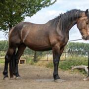 Imposante 4 jarige ruin