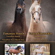 Ter dekking prachtige welsh cob hengsten