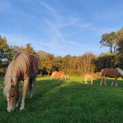 Natuurlijke pensionplek in Frankrijk (24/7 buiten, kleine ku