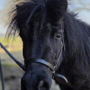 Shetlander zoekt goede match