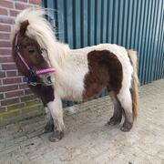 Kinderpony zoekt een nieuw huisje 