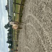 Super knappe haflingerruin van Nobianco - maart 2024