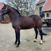 Te koop: Jonge Groninger hengst met veel potentie en unieke 