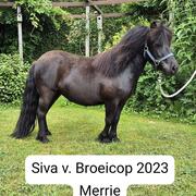 Verschillende Shetlanders Merrie's en Hengsten
