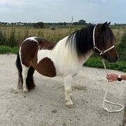 Lieve 3 jarige bonte Shetlander merrie 