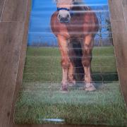 deursticker / muurposter Haflinger