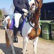 mooie lieve merrie te koop 